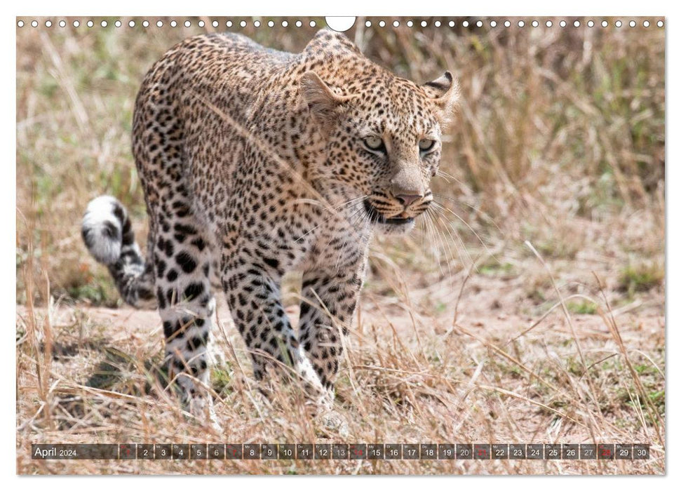 Raubkatzen Afrikas (CALVENDO Wandkalender 2024)