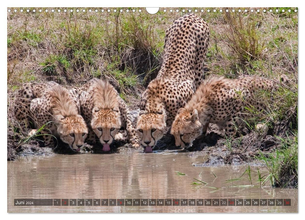 Raubkatzen Afrikas (CALVENDO Wandkalender 2024)