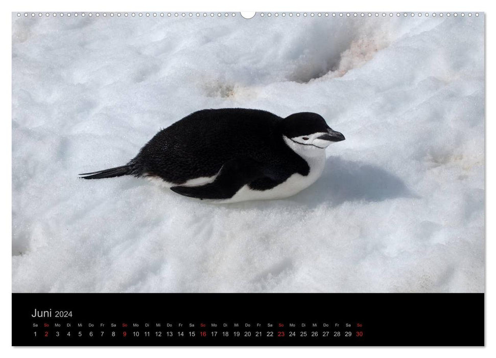 Antarktische Impressionen (CALVENDO Premium Wandkalender 2024)