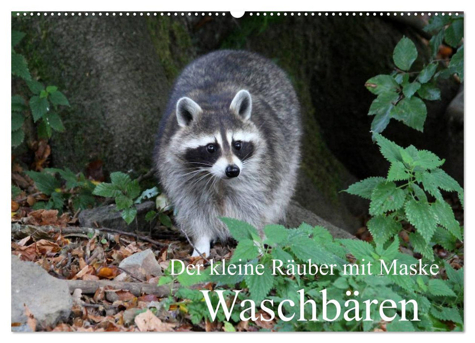 Der kleine Räuber mit Maske - Waschbären (CALVENDO Wandkalender 2024)