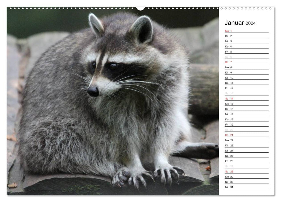The little robber with a mask - raccoons (CALVENDO wall calendar 2024) 