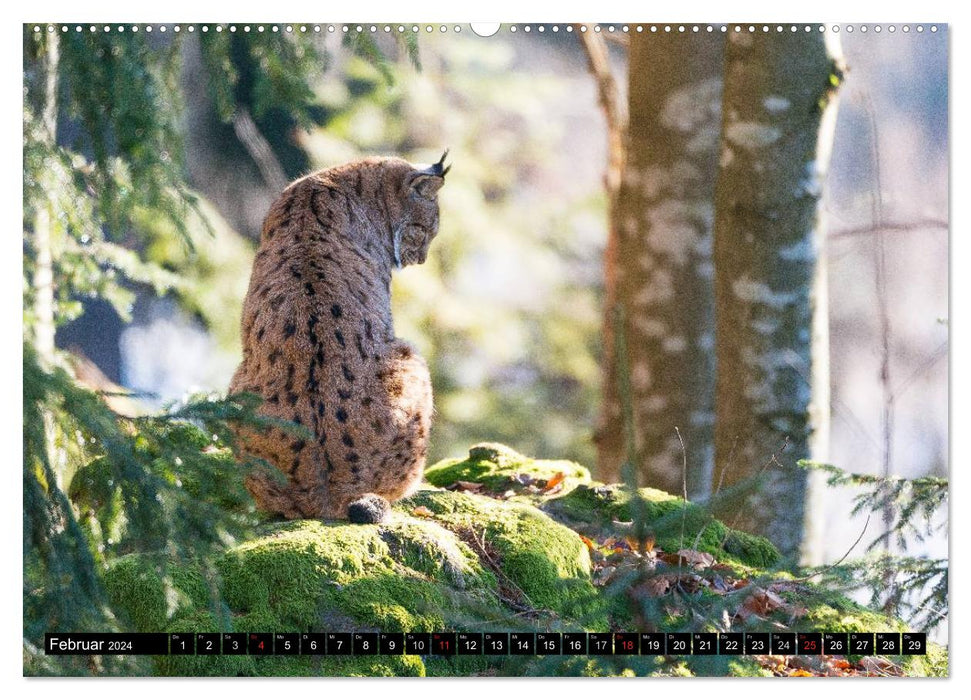 SPECIES DIVERSITY from the Bavarian Forest (CALVENDO Premium Wall Calendar 2024) 