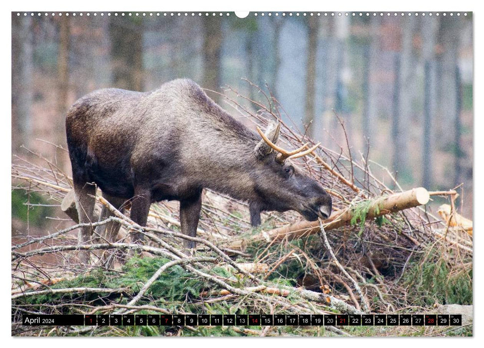 ARTENVIELFALT aus dem Bayerischen Wald (CALVENDO Premium Wandkalender 2024)