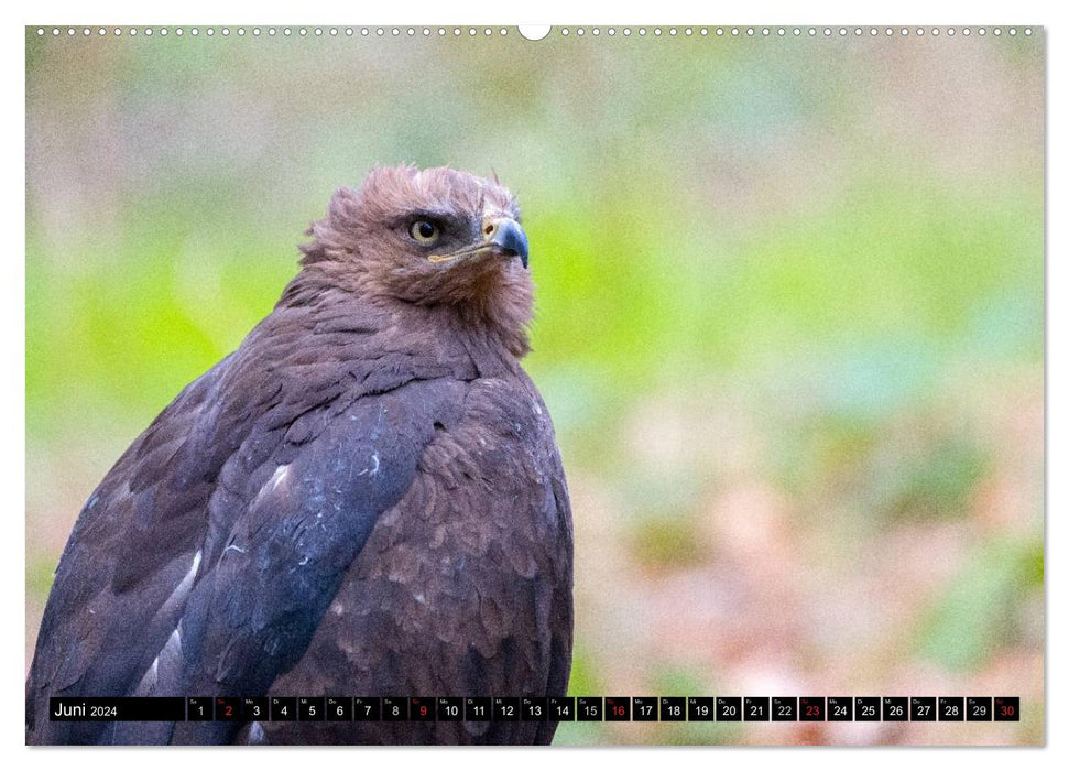 SPECIES DIVERSITY from the Bavarian Forest (CALVENDO Premium Wall Calendar 2024) 