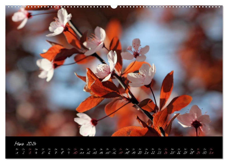 Zeit der Natur - Ein Augenblick zur Ewigkeit (CALVENDO Wandkalender 2024)