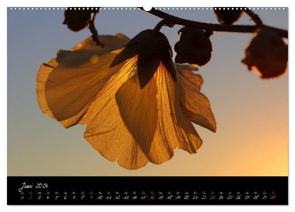 Time of nature - A moment for eternity (CALVENDO wall calendar 2024) 