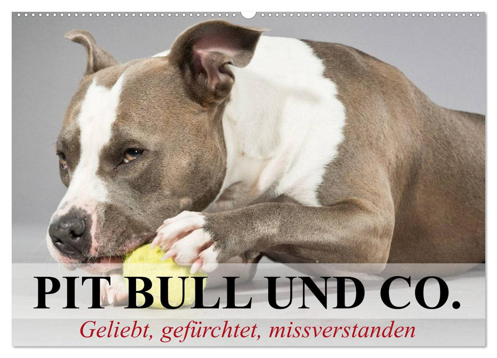 Pit Bull and Co. - Loved, feared, misunderstood (CALVENDO wall calendar 2024) 