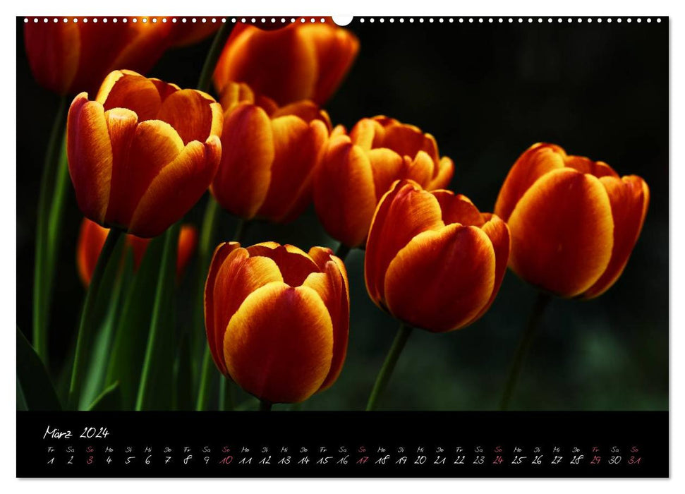 Florales Sonett - Visuelle Musik der Blumen (CALVENDO Wandkalender 2024)