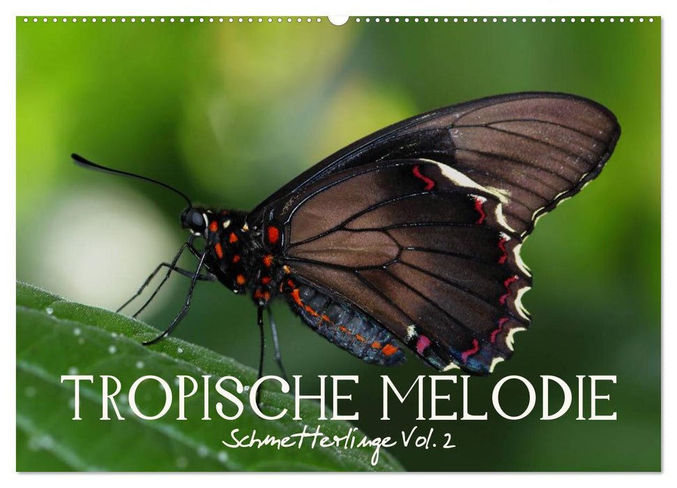 Tropical Melody - Butterflies Vol.2 (CALVENDO Wall Calendar 2024) 