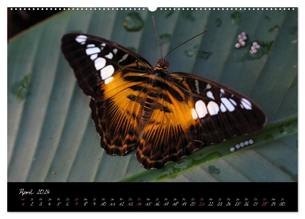 Tropical Melody - Butterflies Vol.2 (CALVENDO Wall Calendar 2024) 