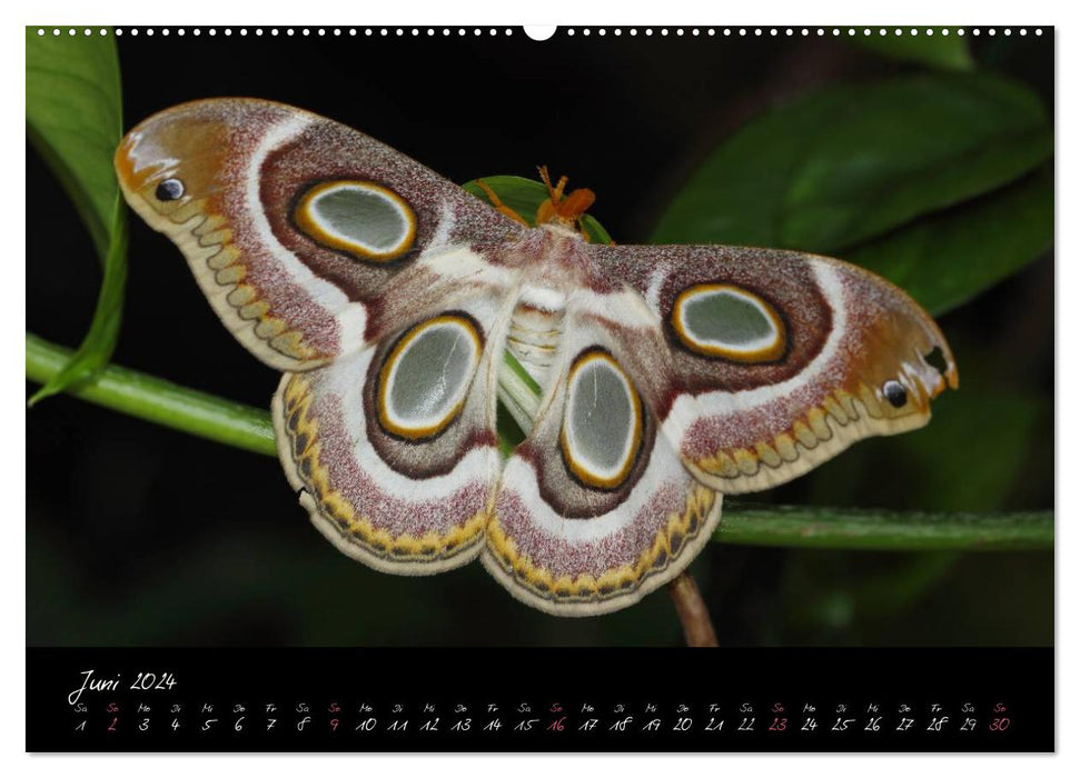 Tropical Melody - Butterflies Vol.2 (CALVENDO Wall Calendar 2024) 