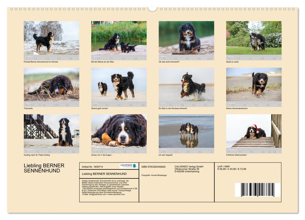 Darling BERNER MOUNTAIN HUND (CALVENDO wall calendar 2024) 