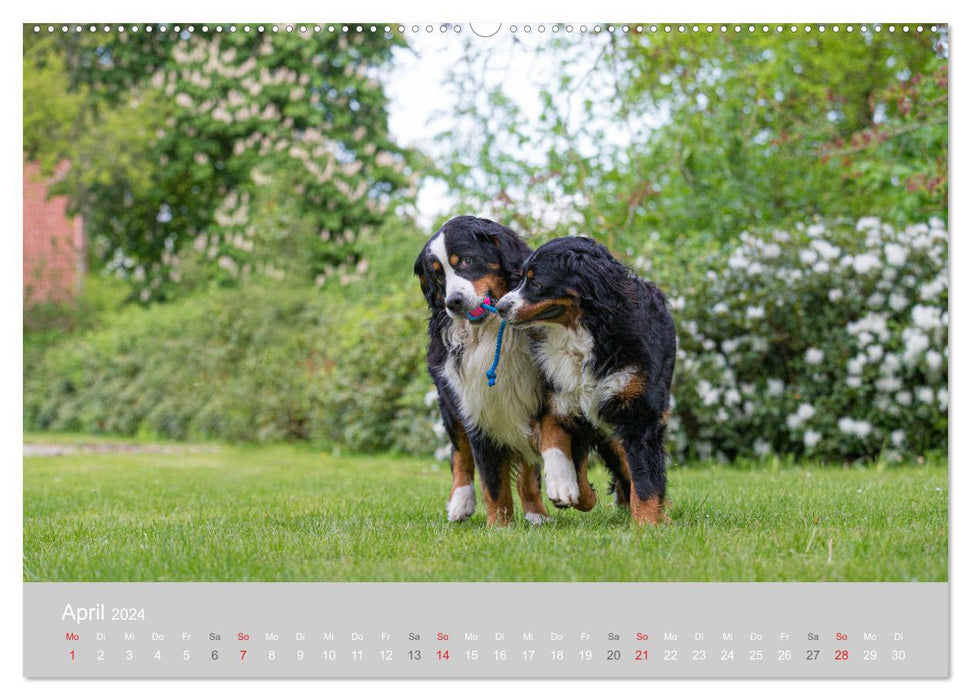 Darling BERNER MOUNTAIN HUND (CALVENDO wall calendar 2024) 