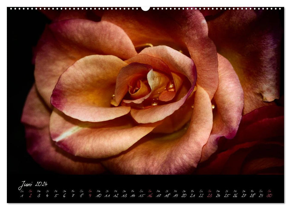 Floral Portraits - Flower Impression (CALVENDO Wall Calendar 2024) 
