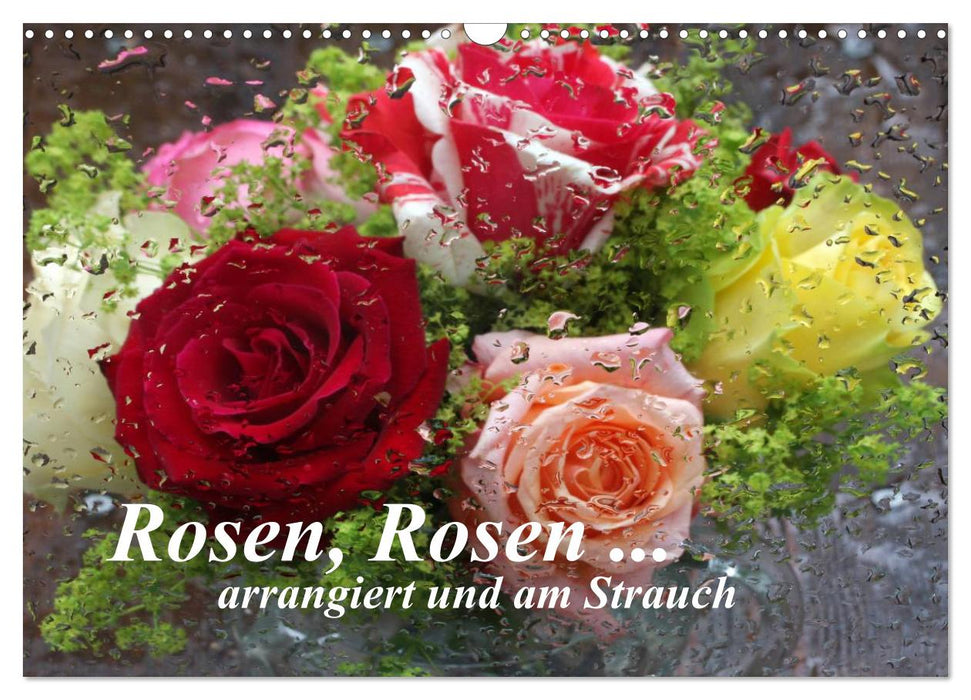 Rosen, Rosen ... arrangiert und am Strauch (CALVENDO Wandkalender 2024)