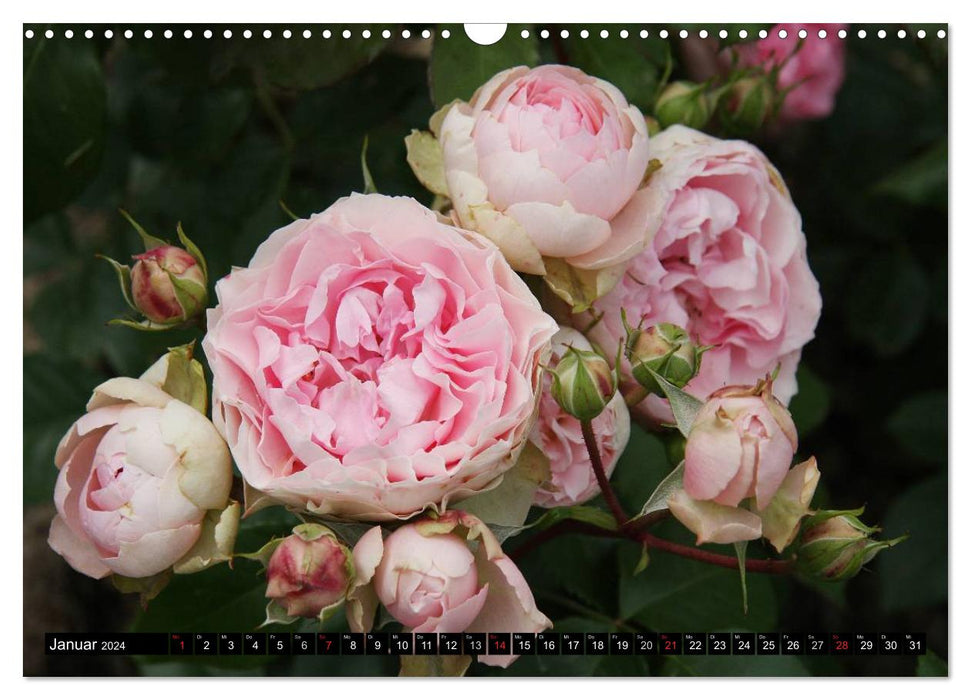 Roses, roses ... arranged and on the bush (CALVENDO wall calendar 2024) 