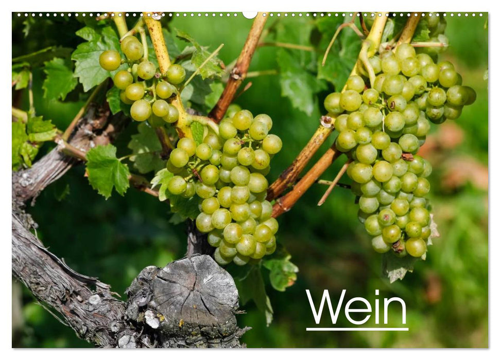 Wein (CALVENDO Wandkalender 2024)