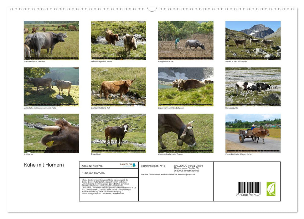 Cows with horns (CALVENDO Premium Wall Calendar 2024) 