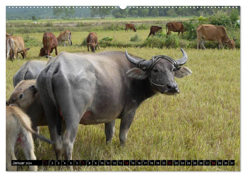 Cows with horns (CALVENDO Premium Wall Calendar 2024) 