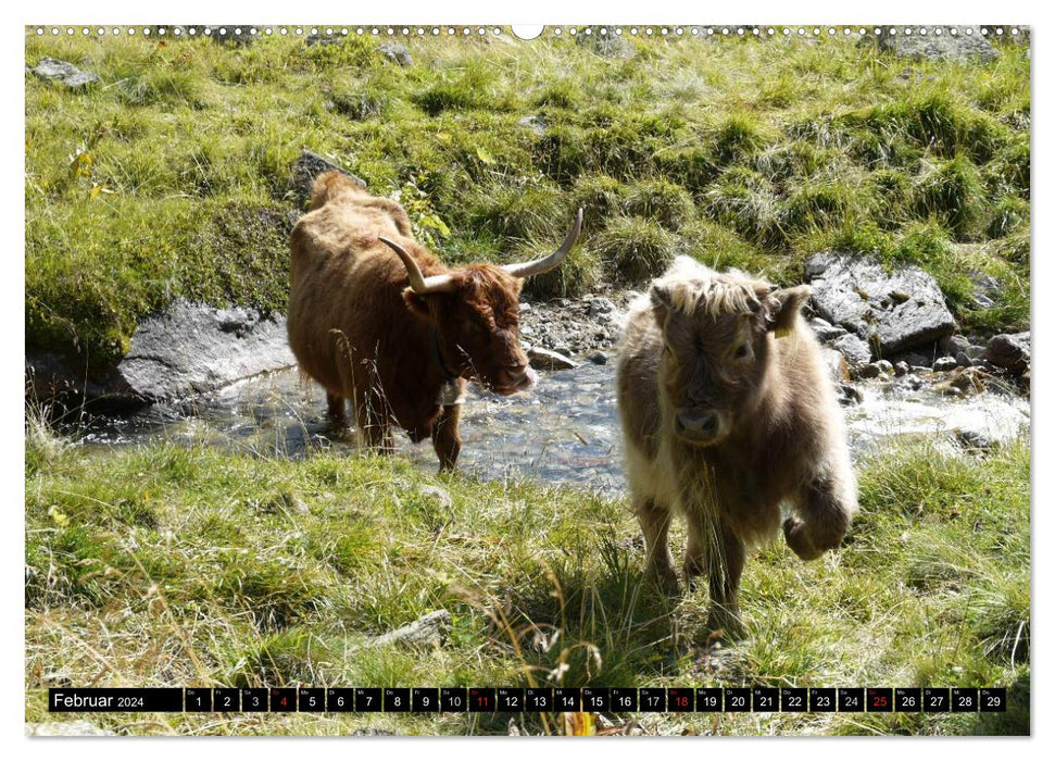 Cows with horns (CALVENDO Premium Wall Calendar 2024) 