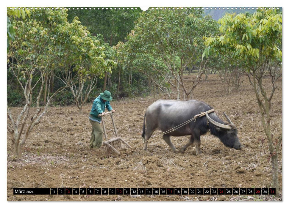 Cows with horns (CALVENDO Premium Wall Calendar 2024) 