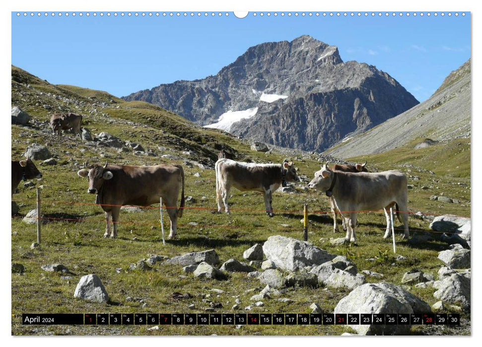 Cows with horns (CALVENDO Premium Wall Calendar 2024) 