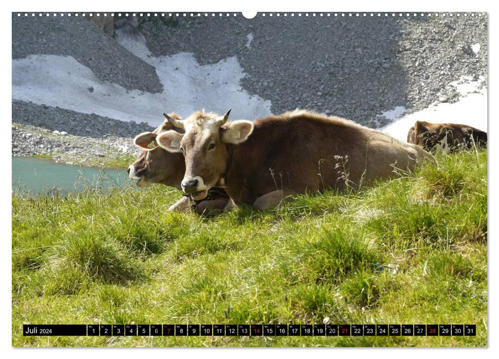 Cows with horns (CALVENDO Premium Wall Calendar 2024) 