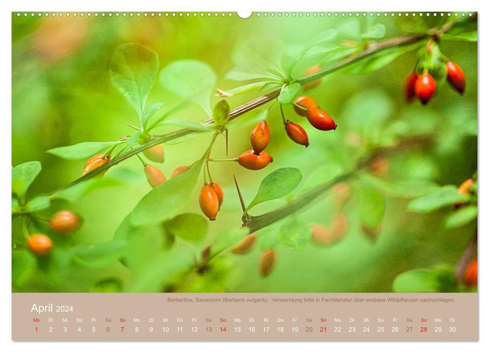 WILD, ESSBAR UND GESUND Essbare Wildpflanzen (CALVENDO Premium Wandkalender 2024)
