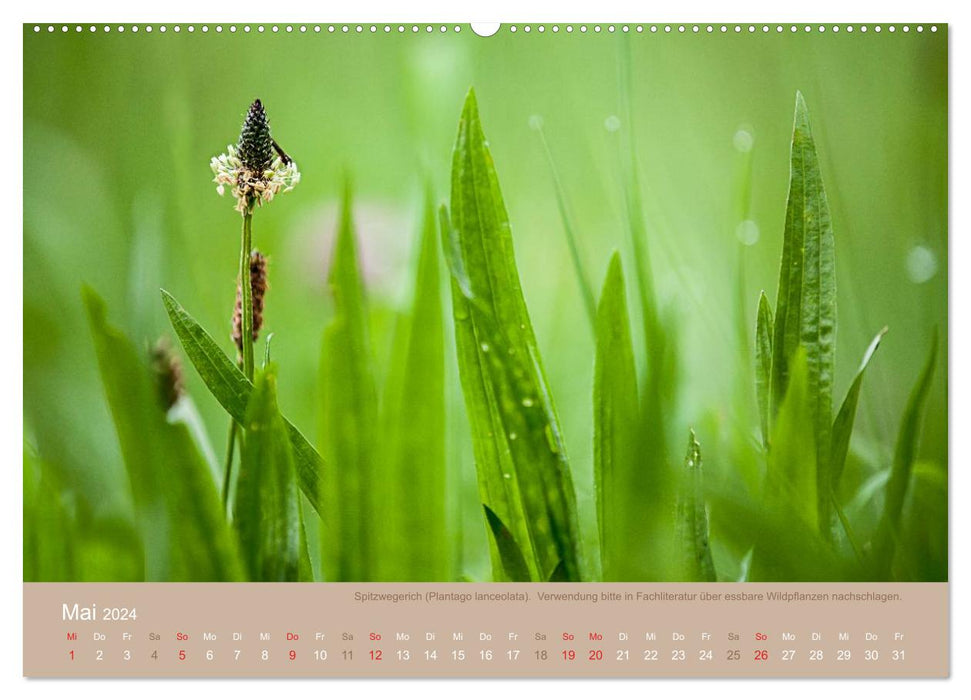 WILD, EDIBLE AND HEALTHY Edible wild plants (CALVENDO Premium Wall Calendar 2024) 