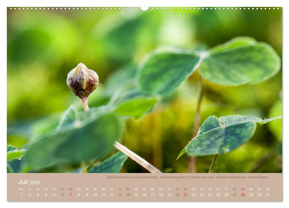 WILD, EDIBLE AND HEALTHY Edible wild plants (CALVENDO Premium Wall Calendar 2024) 