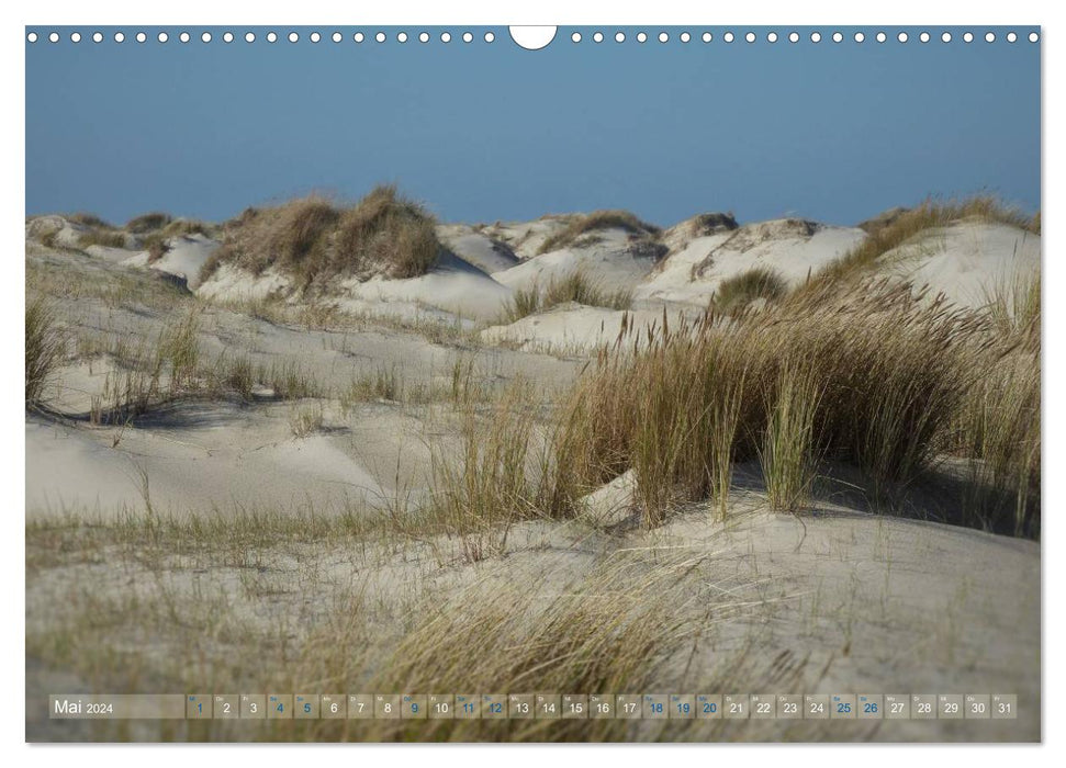 Texel. New dunes (CALVENDO wall calendar 2024) 