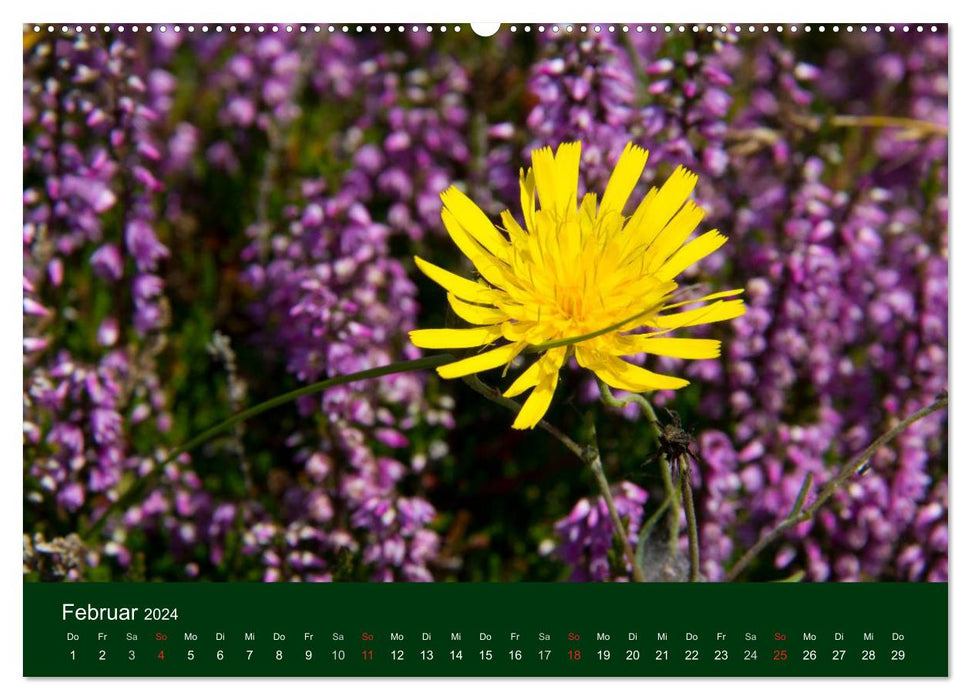 Flowers and blossoms (CALVENDO Premium Wall Calendar 2024) 