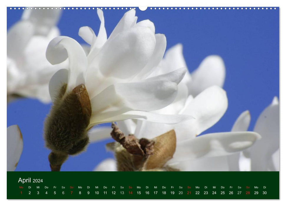 Flowers and blossoms (CALVENDO Premium Wall Calendar 2024) 