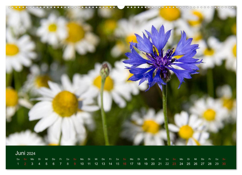 Blumen und Blüten (CALVENDO Premium Wandkalender 2024)