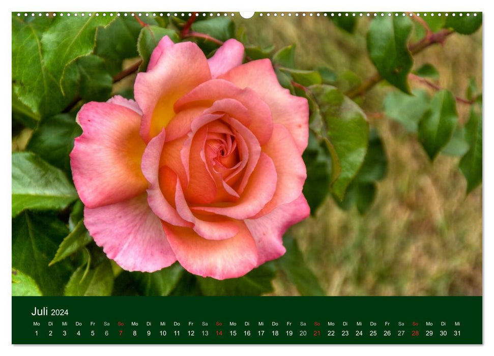 Blumen und Blüten (CALVENDO Premium Wandkalender 2024)
