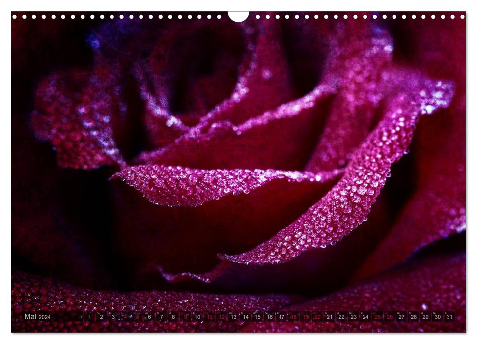 Gothic Rose - Roses from the Garden of Darkness (CALVENDO Wall Calendar 2024) 