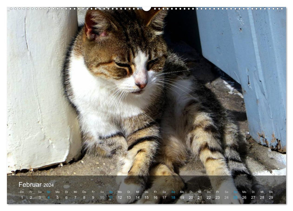 VELVET PAWS "close to the fur" (CALVENDO Premium Wall Calendar 2024) 