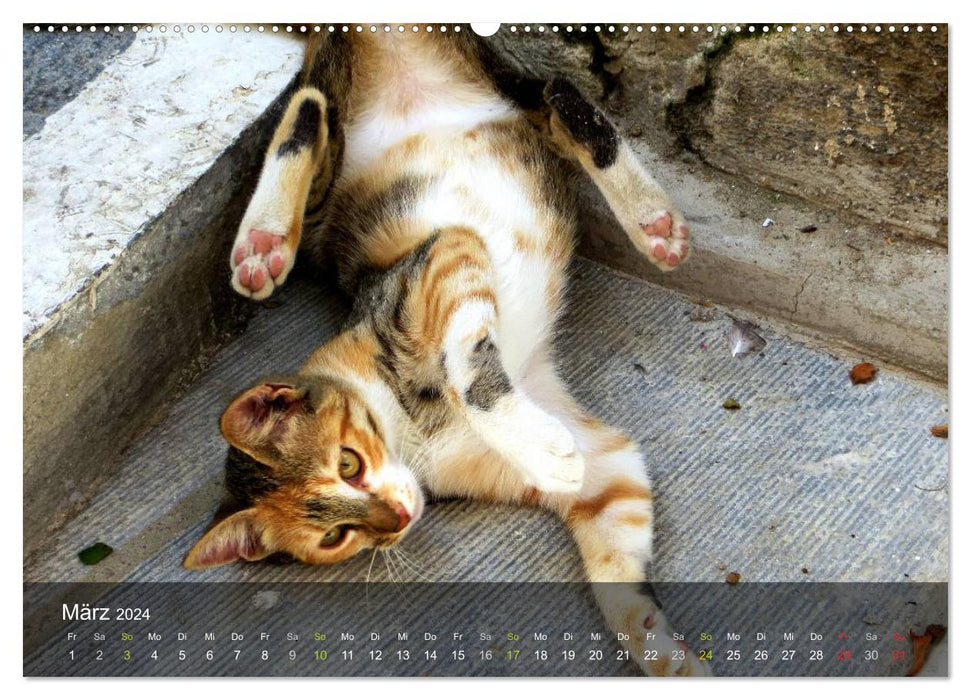 VELVET PAWS "close to the fur" (CALVENDO Premium Wall Calendar 2024) 