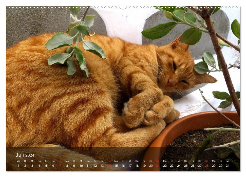 VELVET PAWS "close to the fur" (CALVENDO Premium Wall Calendar 2024) 