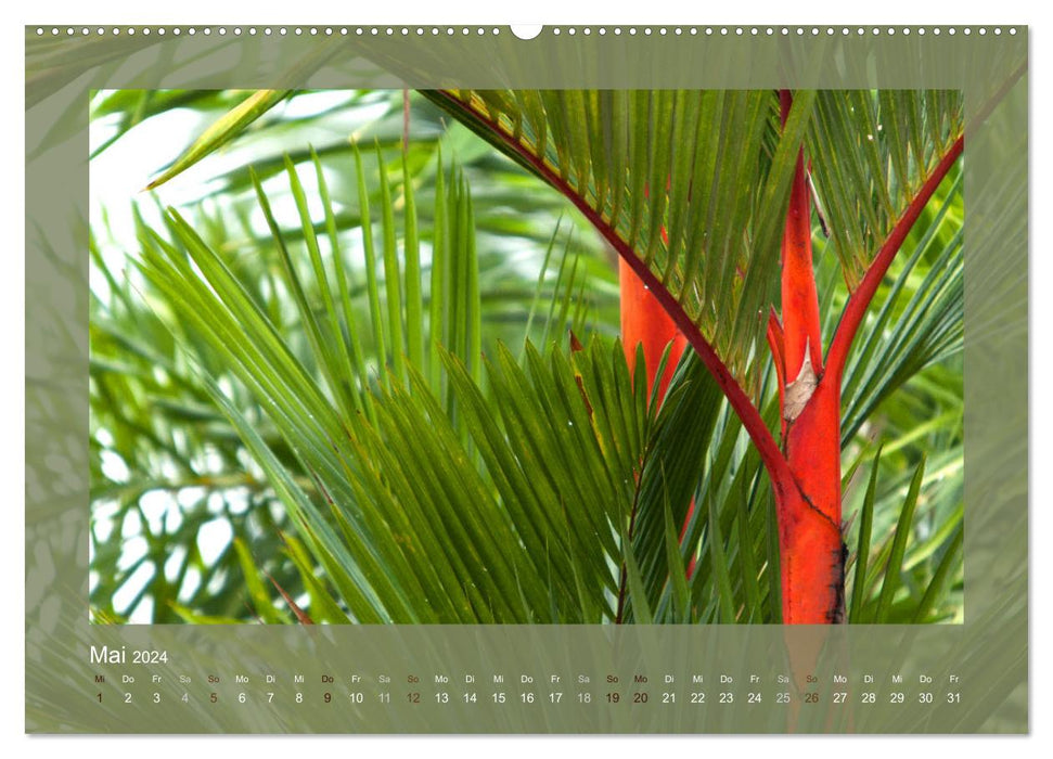 Bambus (CALVENDO Wandkalender 2024)