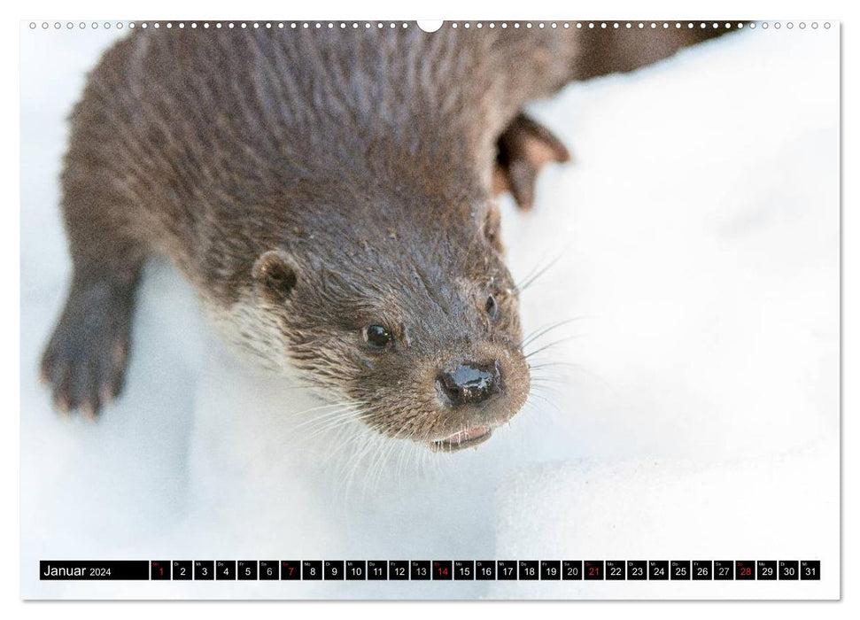 ARTENVIELFALT aus dem Bayerischen Wald (CALVENDO Wandkalender 2024)