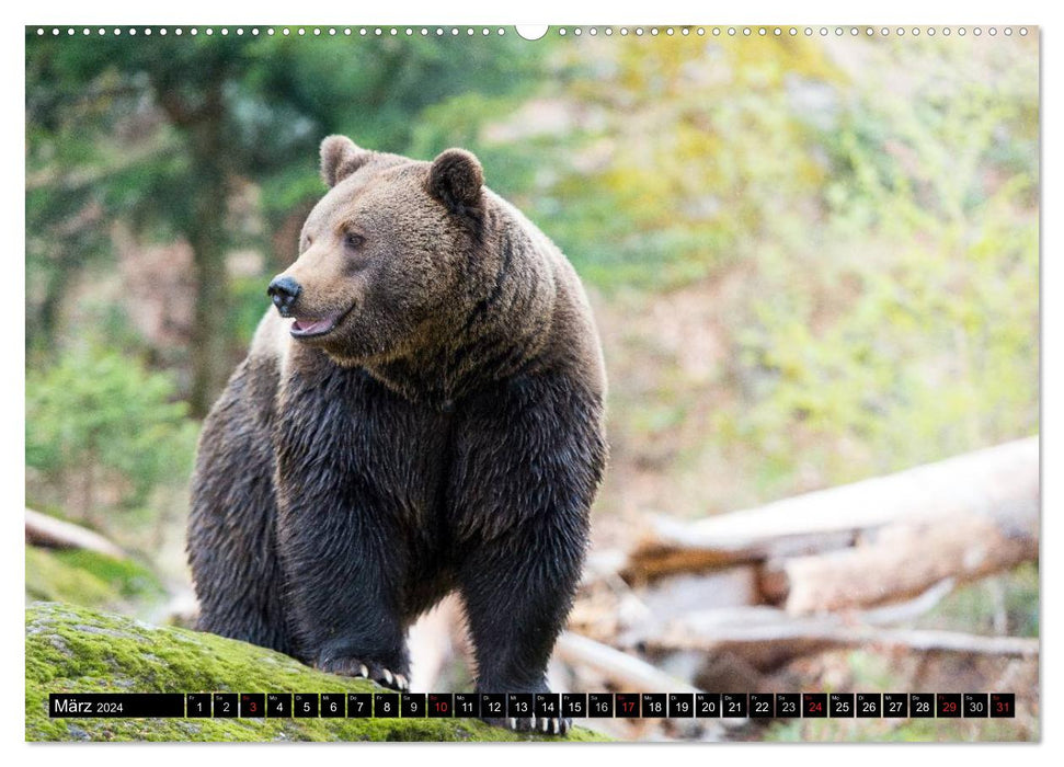 ARTENVIELFALT aus dem Bayerischen Wald (CALVENDO Wandkalender 2024)