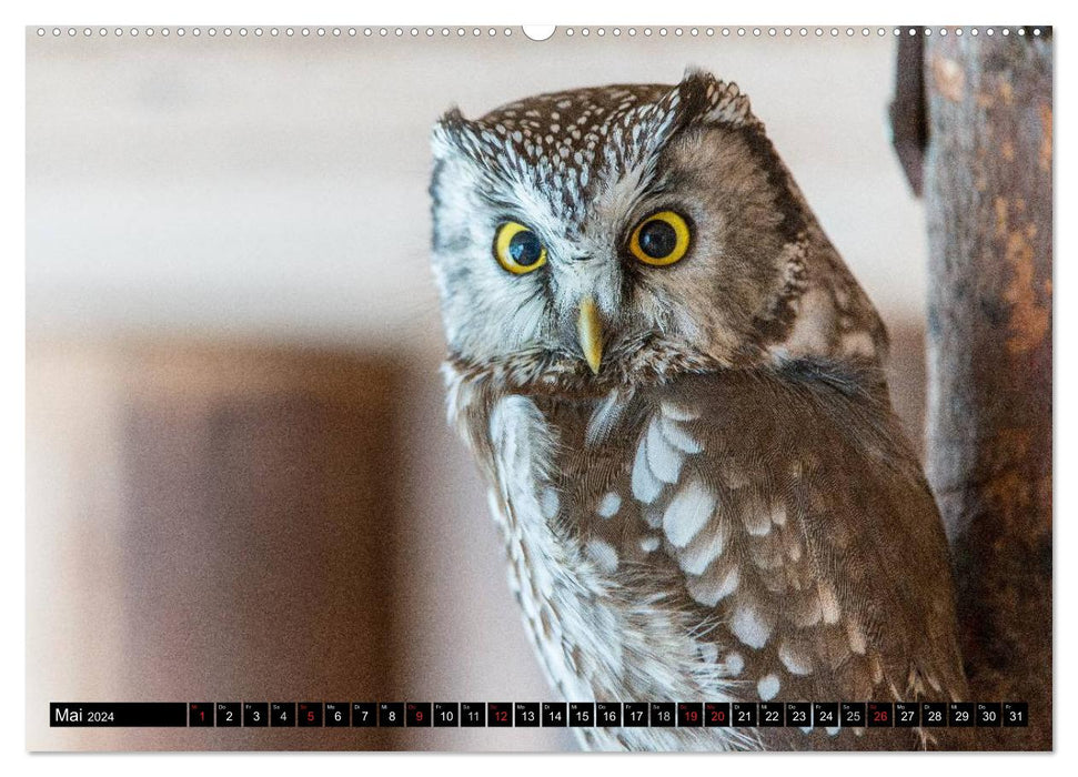 SPECIES DIVERSITY from the Bavarian Forest (CALVENDO wall calendar 2024) 