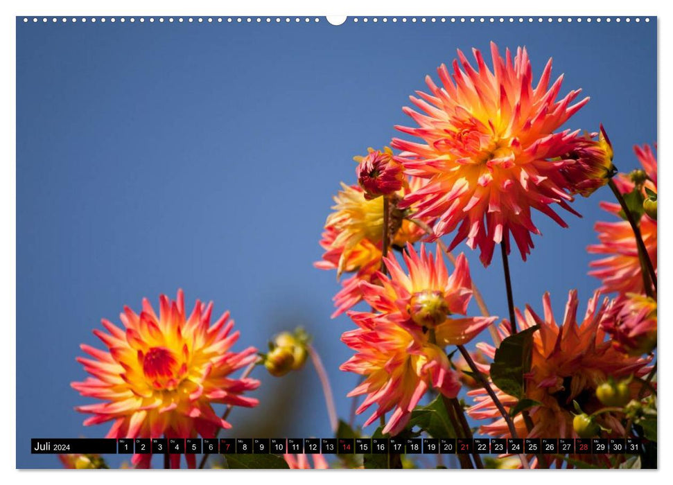 Dahlia - Dahlias (CALVENDO Premium Wall Calendar 2024) 