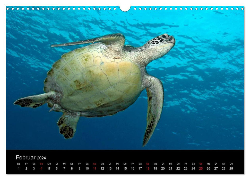 Unterwasser (CALVENDO Wandkalender 2024)
