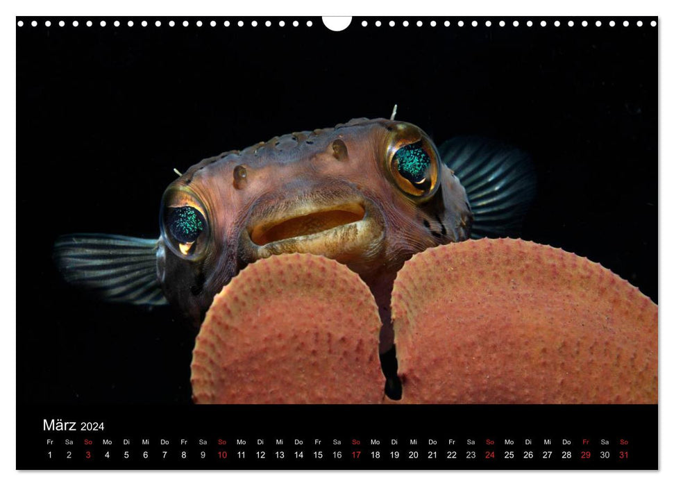 Underwater (CALVENDO wall calendar 2024) 