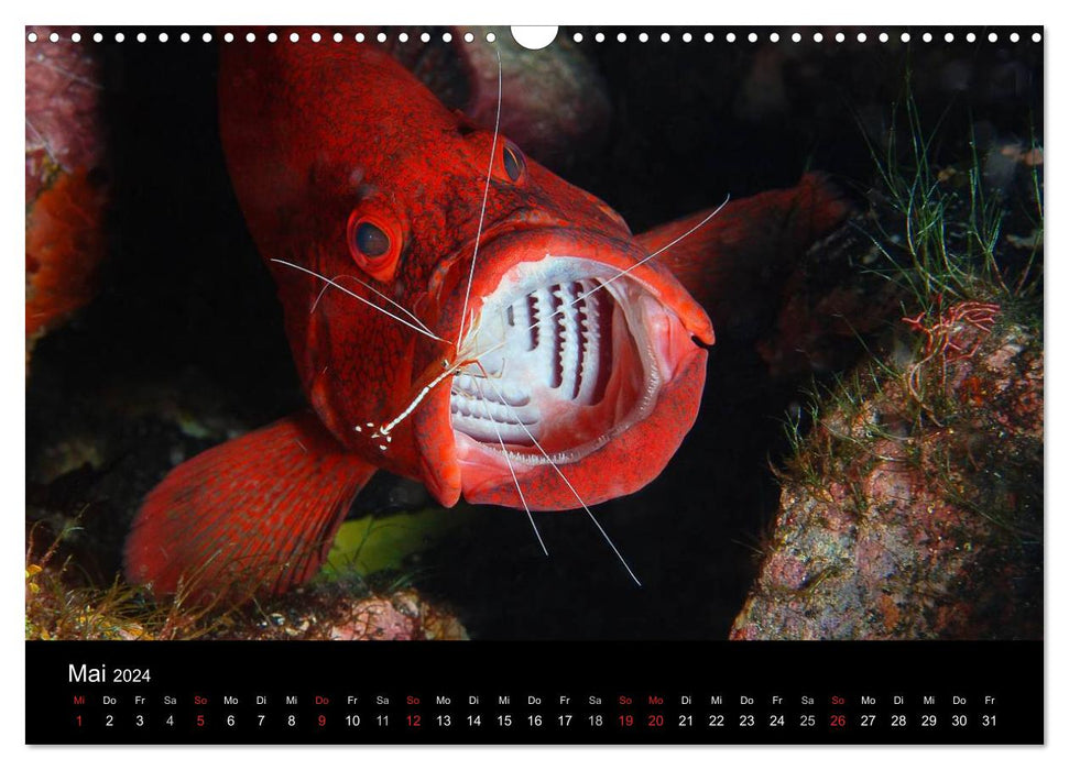 Underwater (CALVENDO wall calendar 2024) 