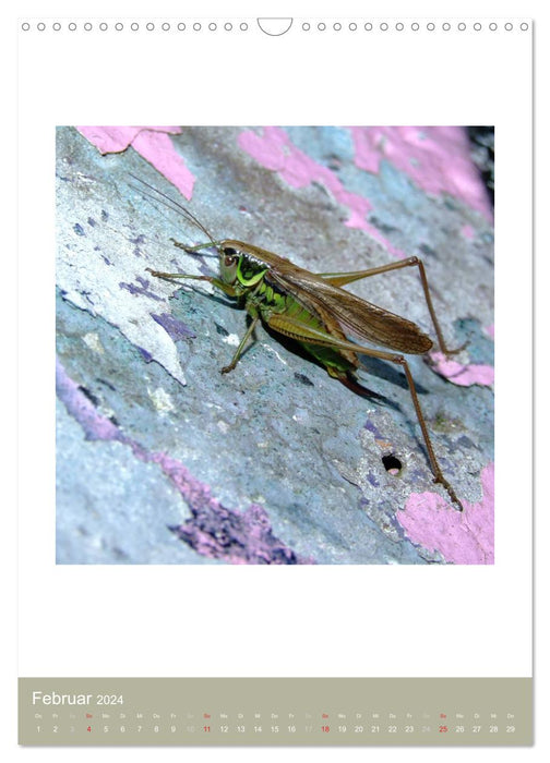 Biodiversity of insects (CALVENDO wall calendar 2024) 
