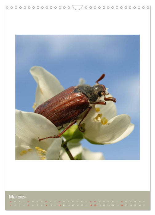 Biodiversity of insects (CALVENDO wall calendar 2024) 