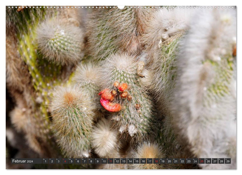 Cacti - surprising plants (CALVENDO Premium Wall Calendar 2024) 